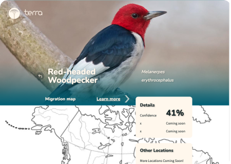 Terra Live Web Stream Design